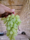 نهال انگور پیکامی کاشمر
