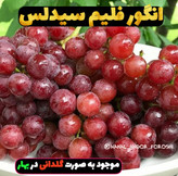 نهال انگور فلیم سیدلس فرانسوی