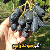 نهال انگور سوئیت شاپر