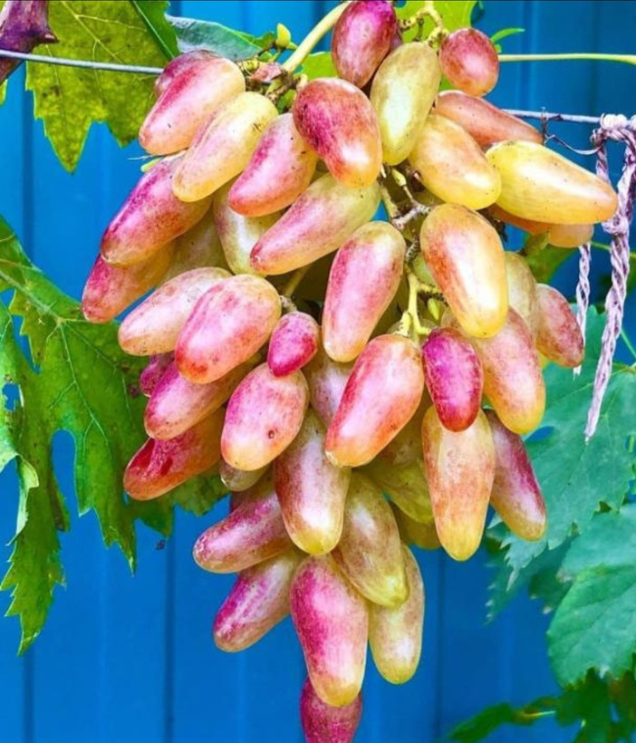 نهال انگور شصت عروس