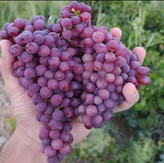 نهال انگور یاقوتی