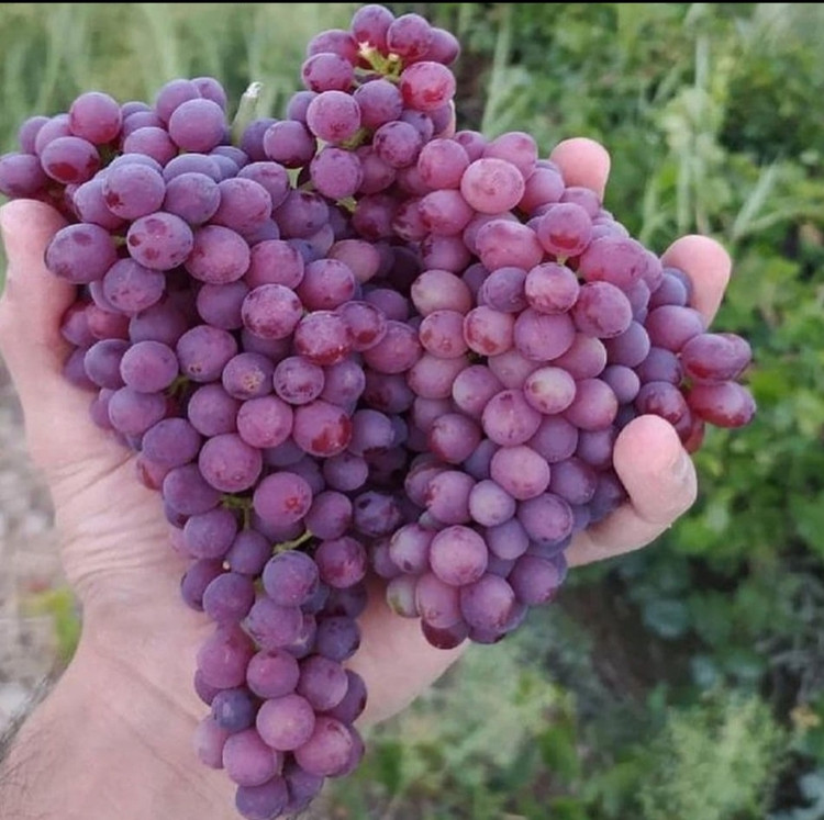 نهال انگور یاقوتی