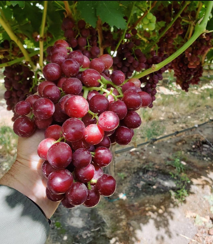 نهال انگور لابروسکا قرمز