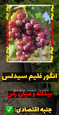 نهال انگور فلیم سیدلس فرانسوی
