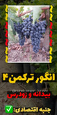 نهال انگور ترکمن۴ مویزی