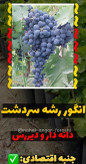 نهال انگور رشه سردشت