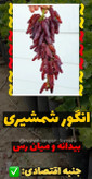 نهال انگور شمشیری قرمز