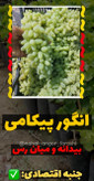 نهال انگور پیکامی کاشمر