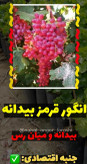 نهال انگور قرمز بیدانه