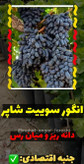 نهال انگور سوئیت شاپر