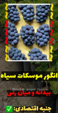 نهال انگور موسکات سیاه