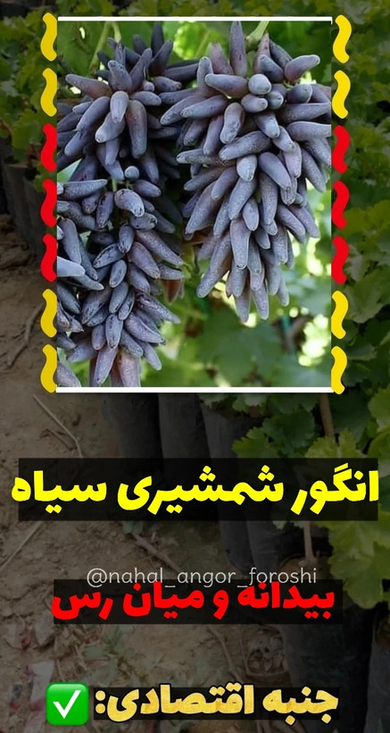 نهال انگور شمشیری سیاه
