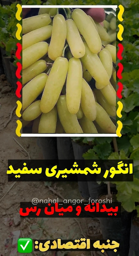 نهال انگور شمشیری سفید