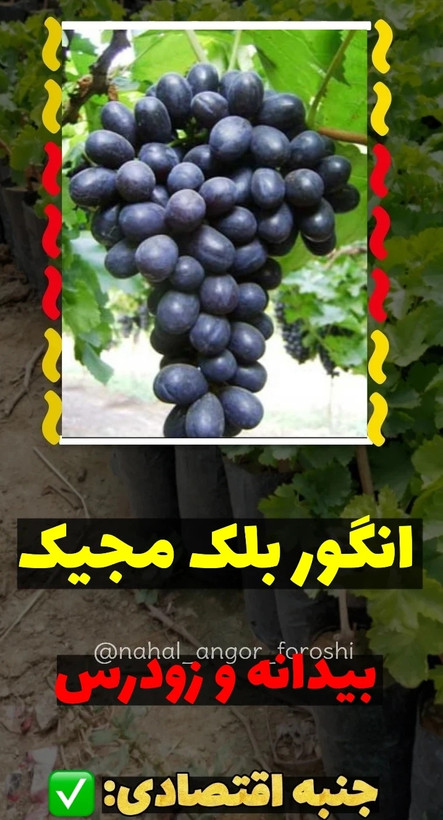 نهال انگور بلک مجیک