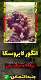 نهال انگور لابروسکا قرمز