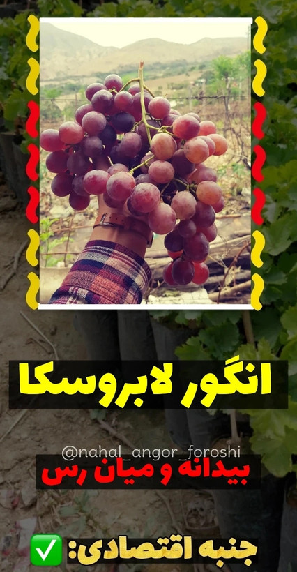 نهال انگور لابروسکا قرمز