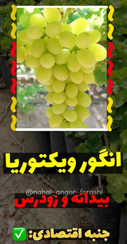 نهال انگور ویکتوریا سفید