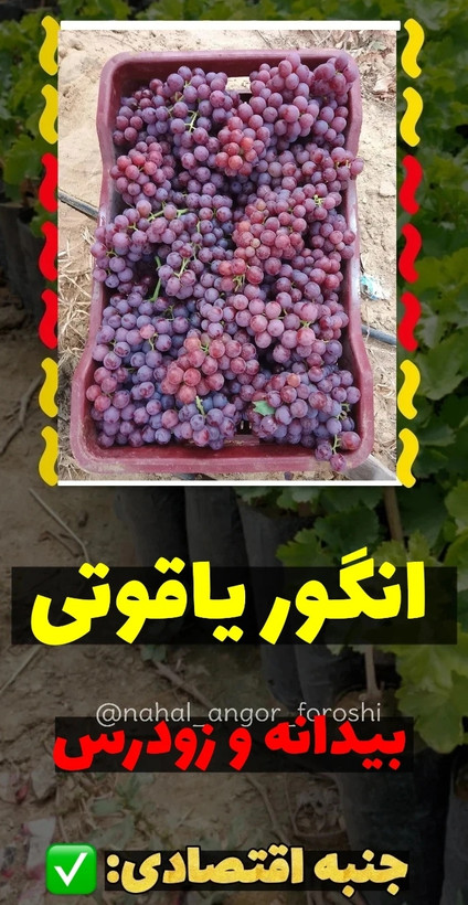 نهال انگور یاقوتی