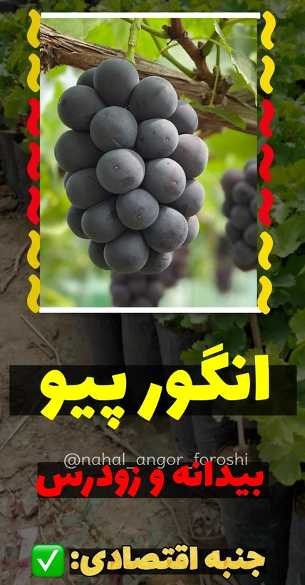 نهال انگور پیو آمریکایی