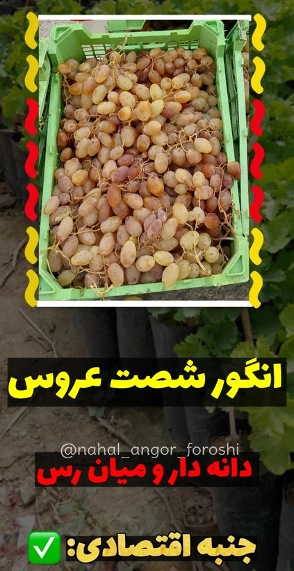 نهال انگور شصت عروس