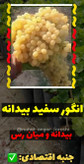نهال انگور سفید بیدانه