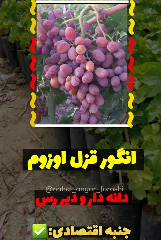 نهال انگور قزل اوزوم