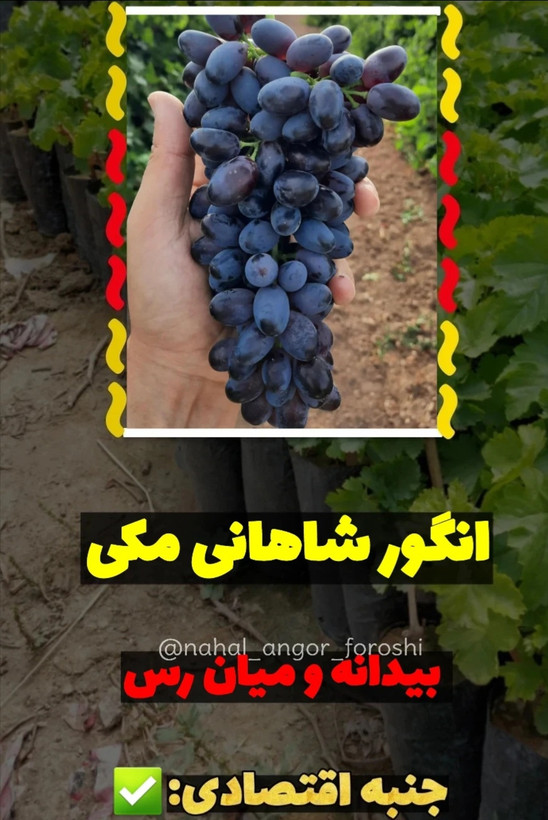 نهال انگور شاهانی مکی