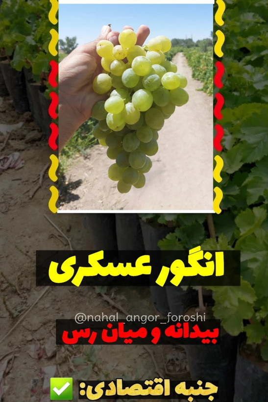 نهال انگور عسکری