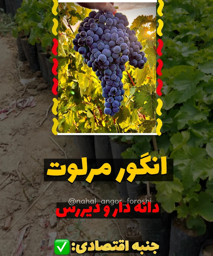 انگور مرلوت
