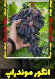نهال انگور موندراپ (گلدانی)