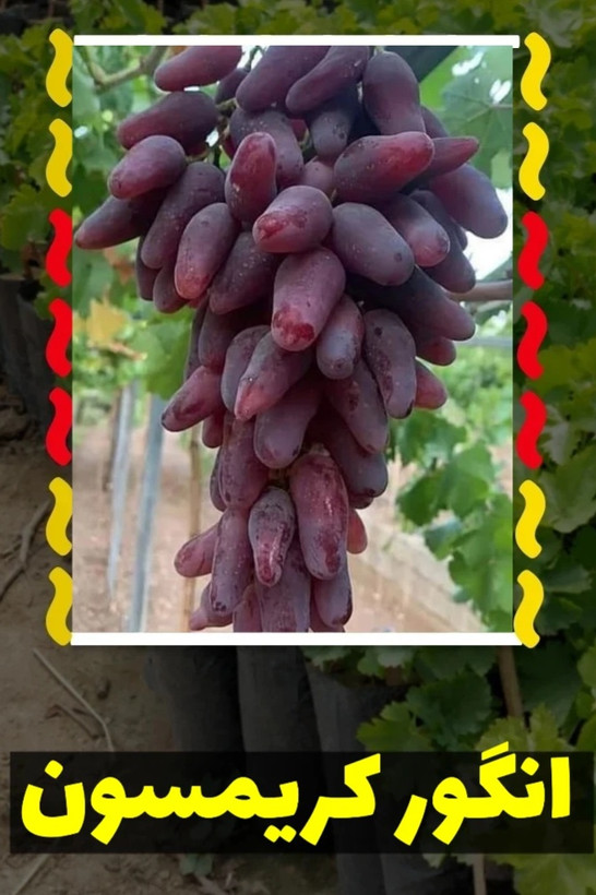 نهال انگور کریمسون سیدلس