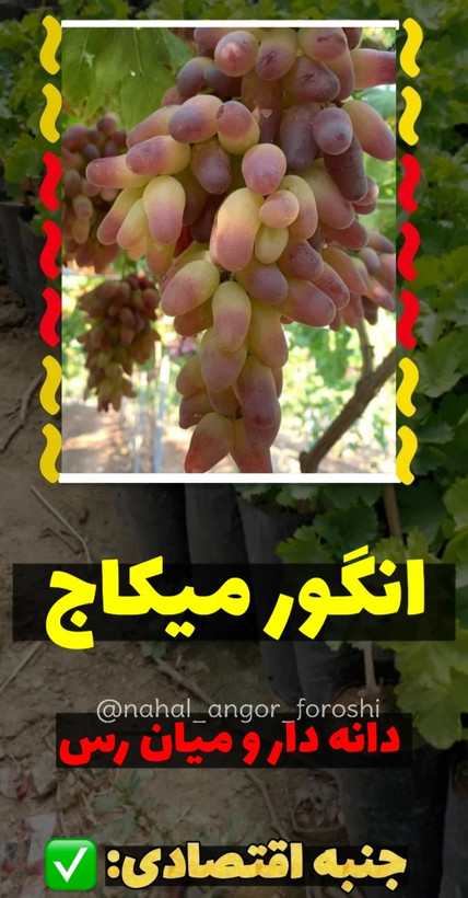 نهال انگور مانیکور فینگر