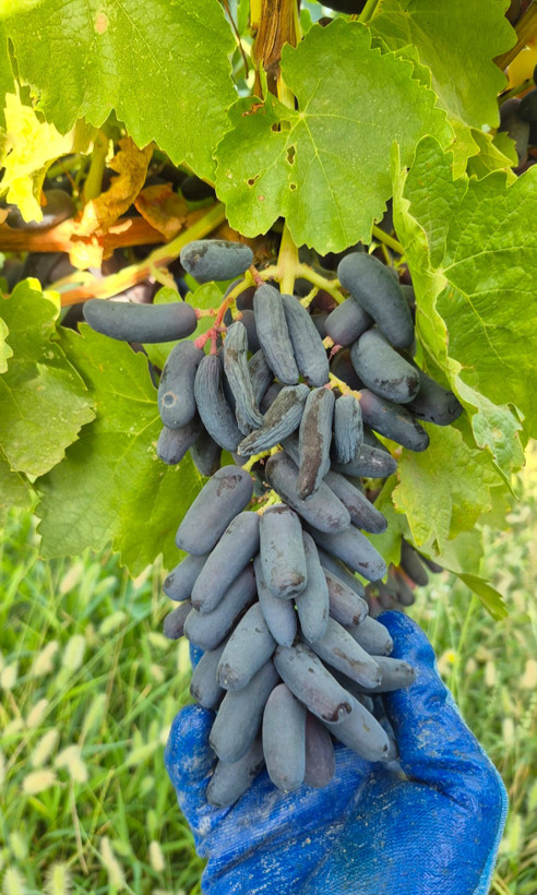 نهال انگور موندراپ (گلدانی)