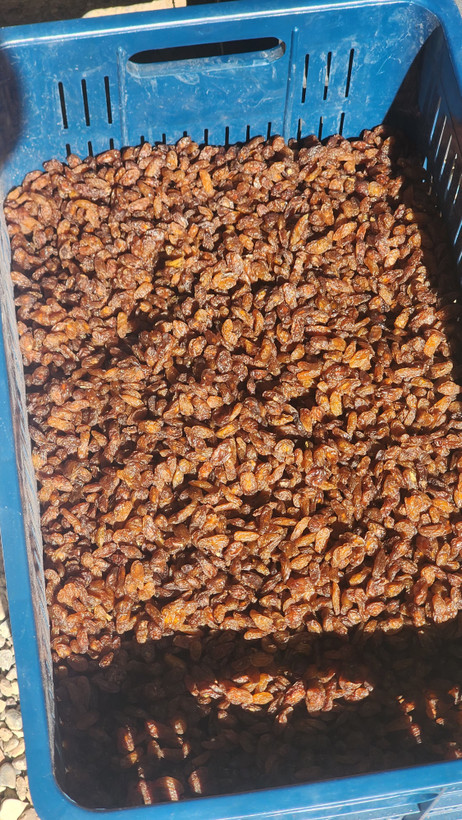 کشمش آفتابی درجه یک 5 کیلویی